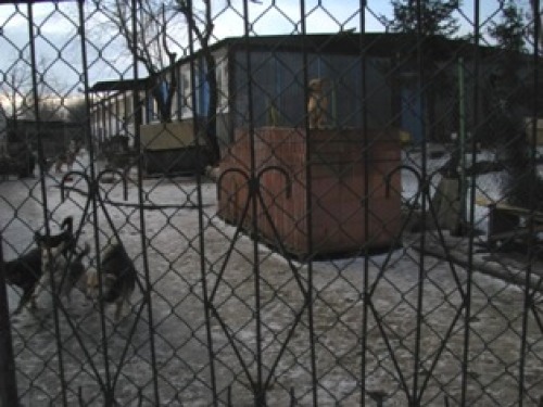 Pomóżmy zwierzętom przetrwać zimę