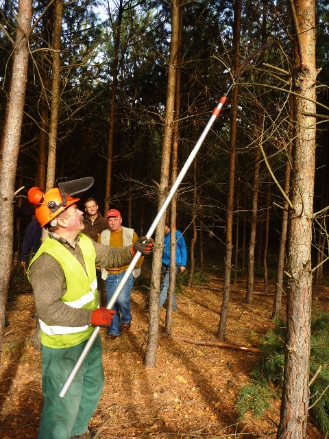 Podkrzesywanie drzew