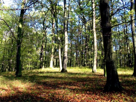 Złota Góra
