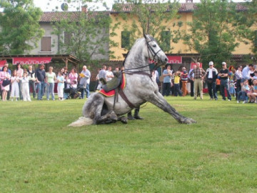 cigole 2005