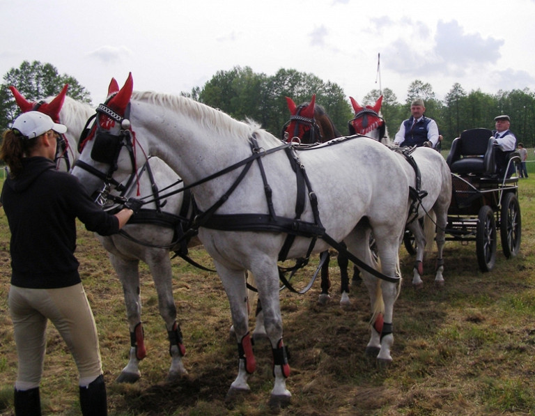 V Regionalne Zawody w Powożeniu Zaprzęgami Konnymi o Puchar Starosty Konińskiego