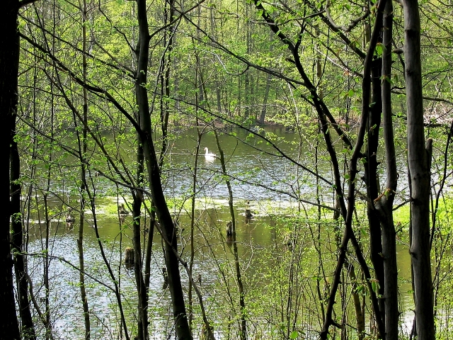 Będą sprzątać lasy w powiecie