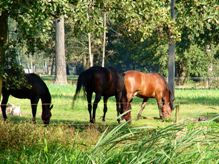 Piknik Integracyjny dla osób niepełnosprawnych z powiatu konińskiego