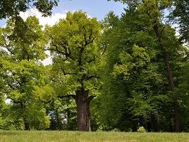 Zagłosuj na dąb Józef