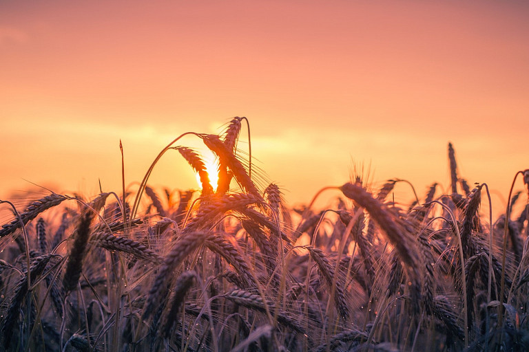 MISTRZOWIE AGRO 2021 -  Wielki plebiscyt rozpoczęty!
