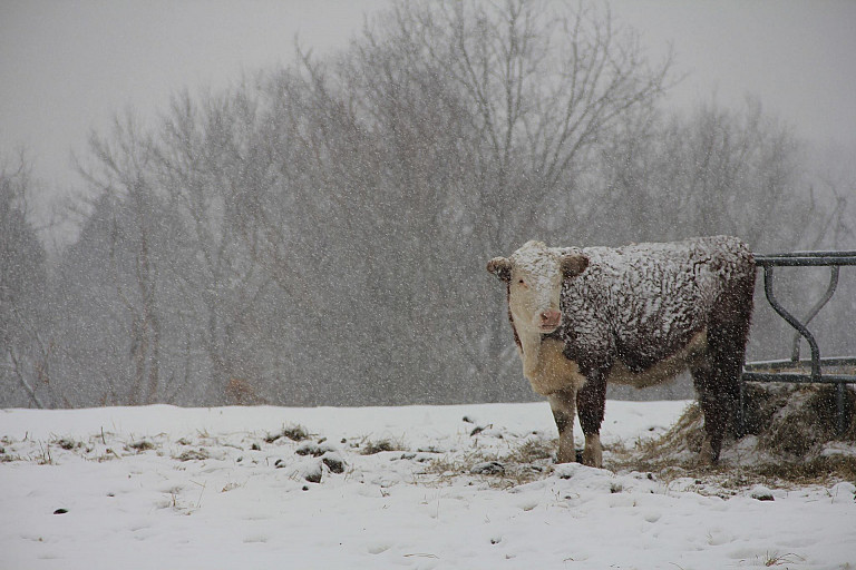 Bezpieczna praca zimą w gospodarstwach rolnych